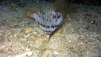 090 Sabelle (Sabella pavonina)